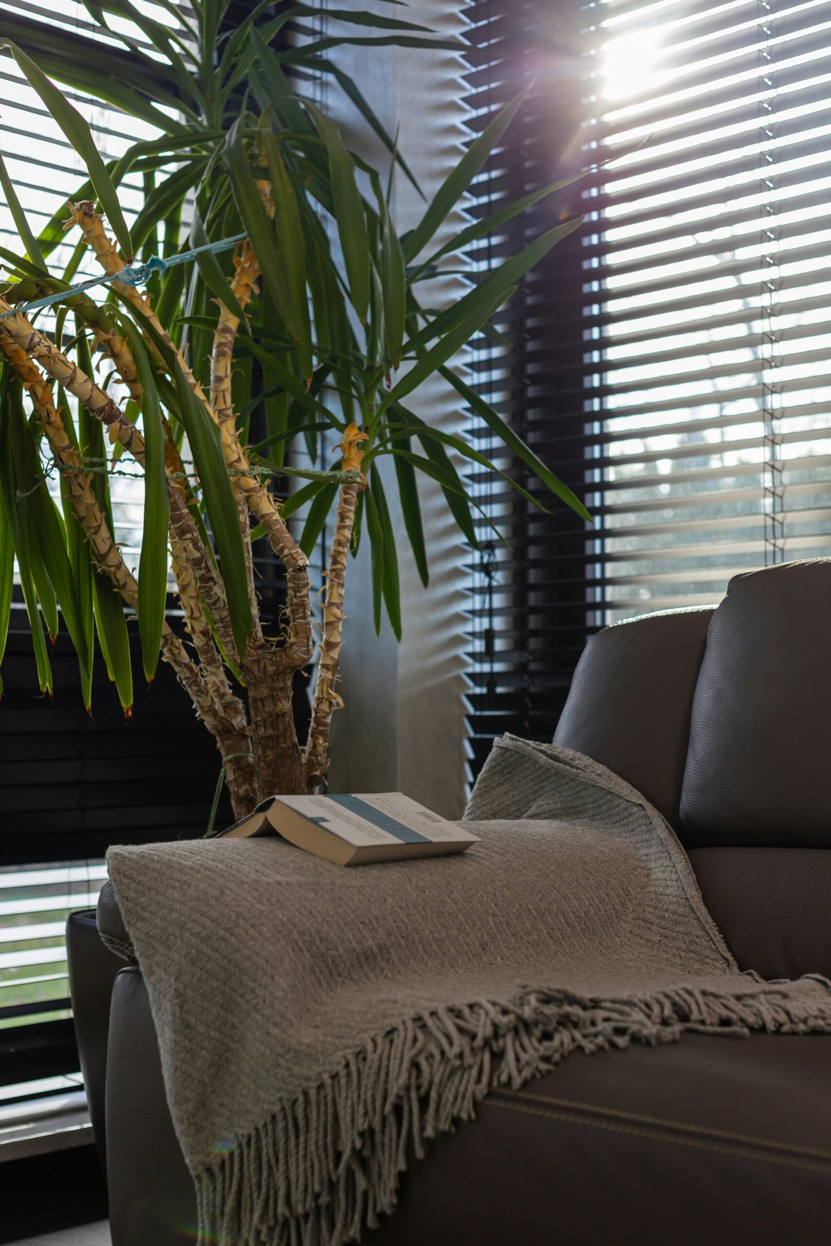 living-room-couch-potted-plant The Trauma Recovery Collaborative